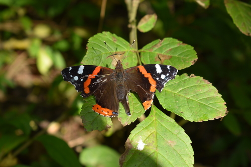 Red Admiral