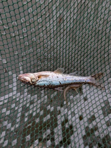 Common Gudgeon