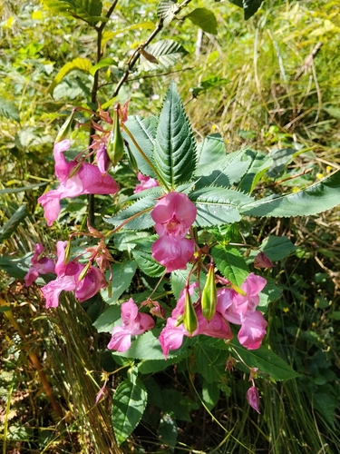 Himalayan balsam