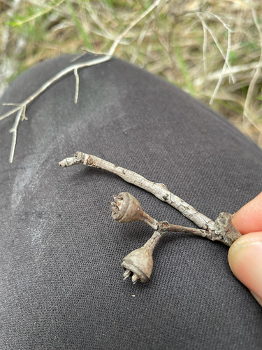 Eucalyptus resinifera observed 2026-09-22