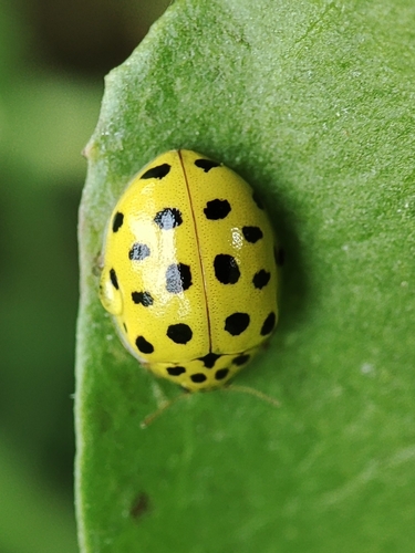 22-spot Ladybird