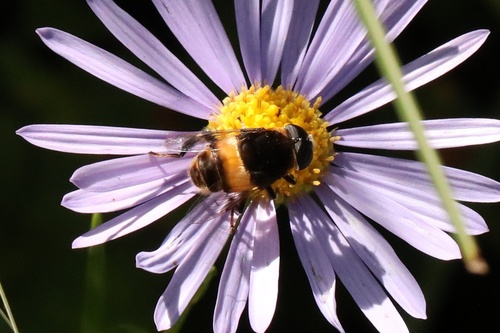 Phytomia zonata
