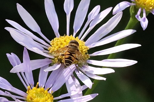 Eristalis cerealis