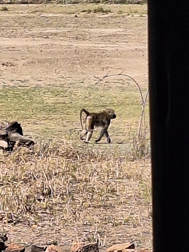 Yellow Baboon