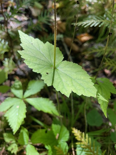 Mitella diphylla, photograph 4