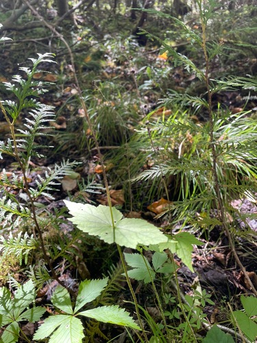 Mitella diphylla, photograph 5