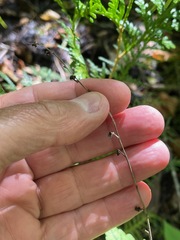 Mitella diphylla, photograph (c) Tom Scavo, some rights reserved (CC BY)