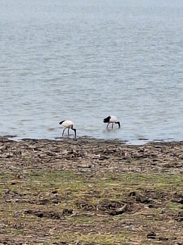 African Sacred Ibis
