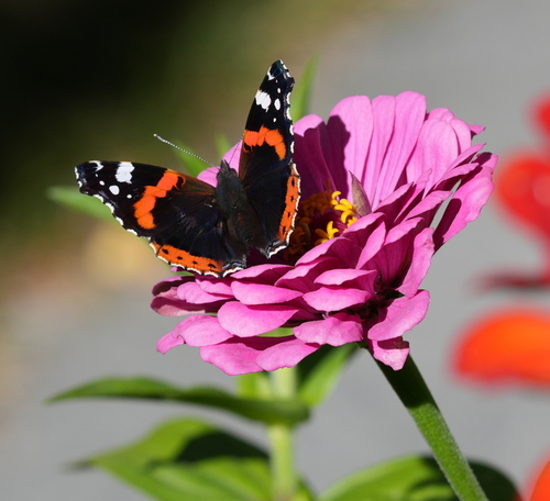 Red Admiral