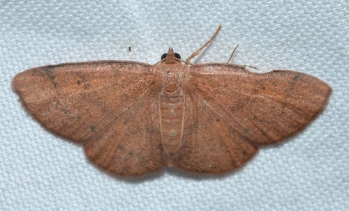Black-dotted Ruddy Moth