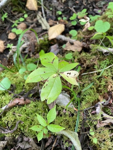 Lysimachia borealis, photograph 2