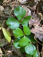 Coptis trifolia