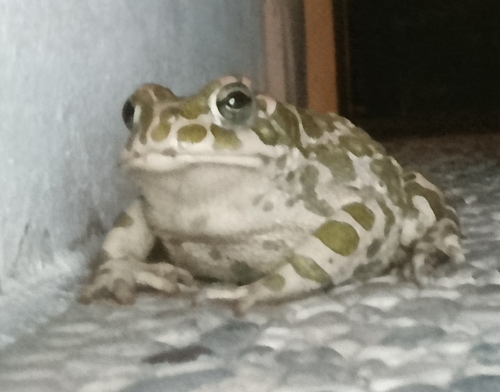 Green Toad