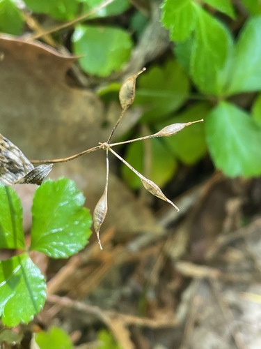 Coptis trifolia, photograph 2