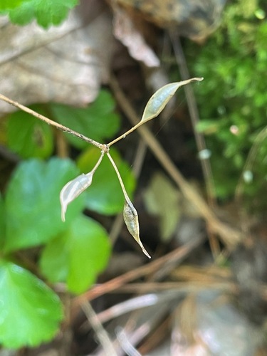 Coptis trifolia, photograph 4