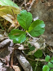 (c) Tom Scavo, some rights reserved (CC BY) Coptis trifolia, photograph (c) Tom Scavo, some rights reserved (CC BY)