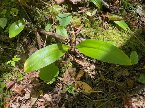 Clintonia borealis, photograph 2