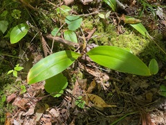 Clintonia borealis, photograph (c) Tom Scavo, some rights reserved (CC BY)