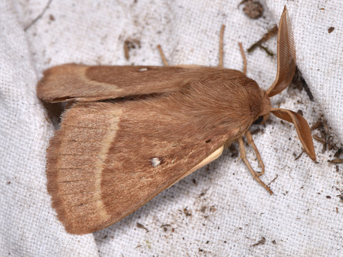 Grass Eggar