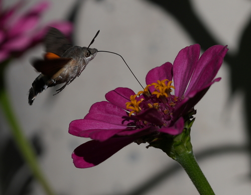 Eurasian Hummingbird Hawkmoth