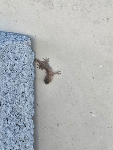 Moorish Gecko