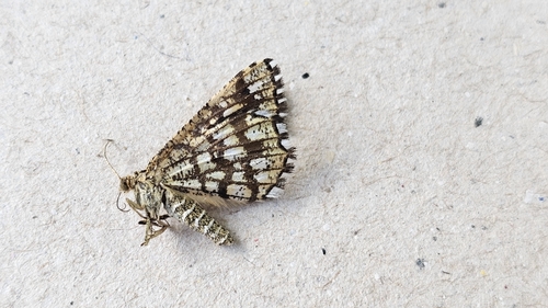 Latticed Heath