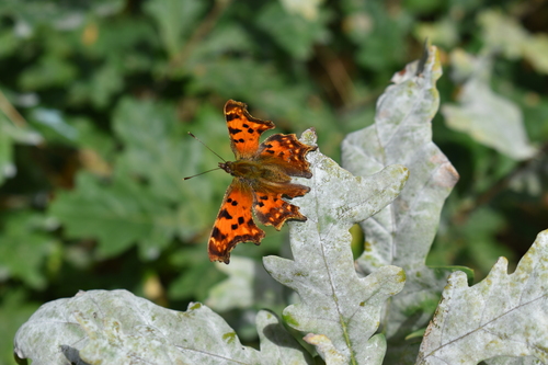 European Comma