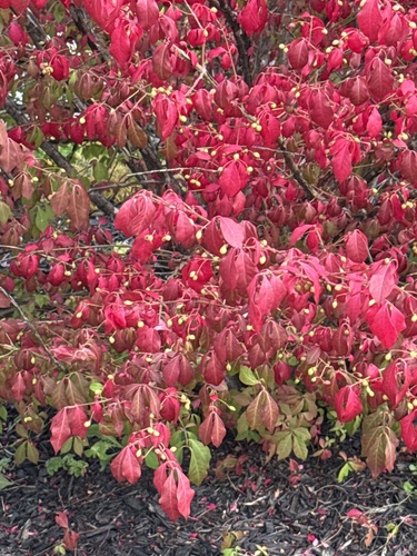 winged euonymus