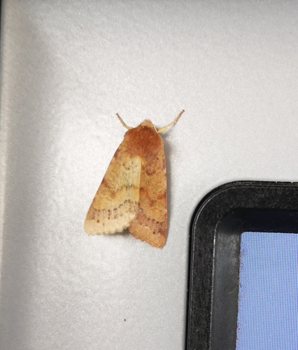 Flounced Chestnut