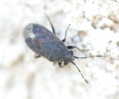 Stygnocoris