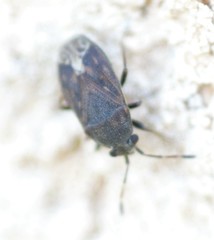 Stygnocoris
