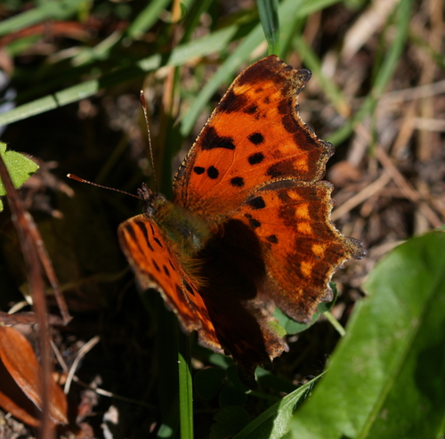 European Comma
