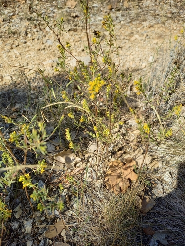 Yellow Odontites