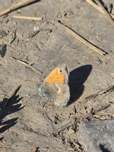 Small Heath
