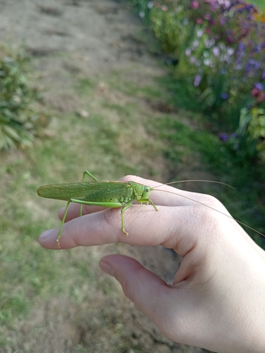 Great Green Bush-cricket