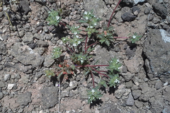 Ipomopsis polycladon