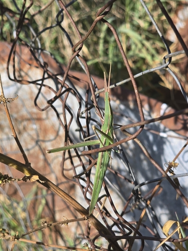 Mediterranean Slant-faced Grasshopper