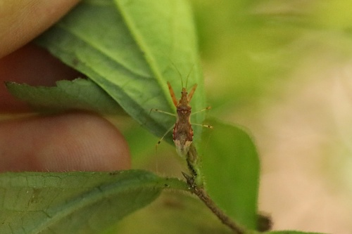 Gorpis brevilineatus