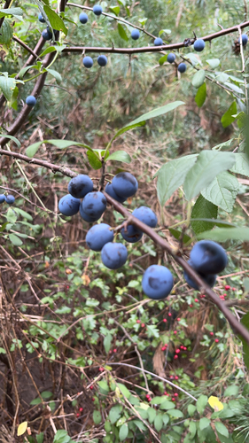 Blackthorn