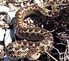 Vipera ursinii