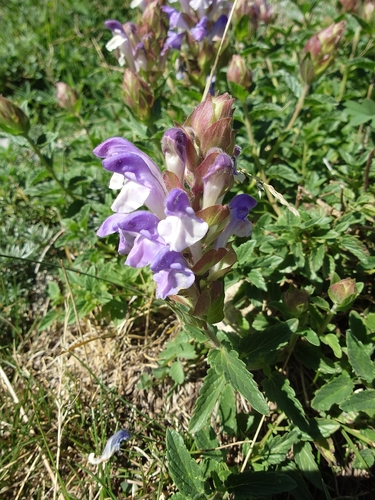 Scutellaria alpina, photograph 3