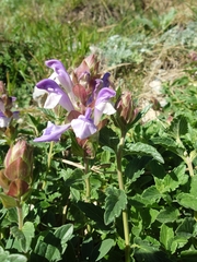 Scutellaria alpina, photograph author not stated, no rights reserved