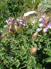 Scutellaria alpina, photograph author not stated, no rights reserved