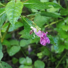 Impatiens textorii, photograph (c) ITÔ, Hiroki, some rights reserved (CC BY)