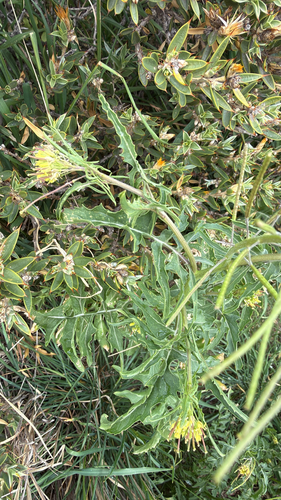 Sisymbrium austriacum