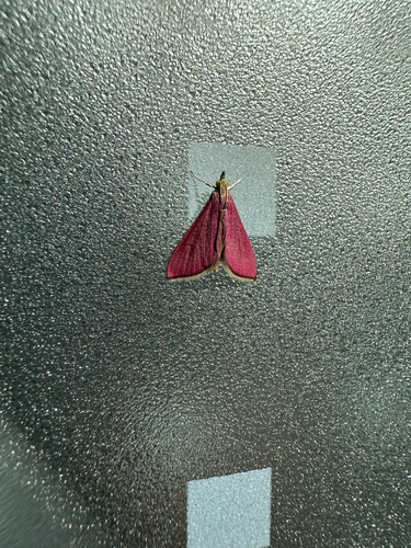 Inornate Pyrausta Moth