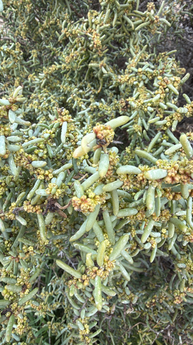 Suaeda divaricata, photograph 4
