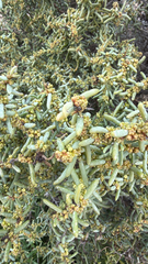 Suaeda divaricata, photograph (c) William Stephens, some rights reserved (CC BY)