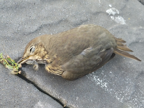 Song Thrush