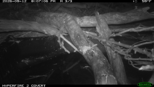 Acrobates pygmaeus observed 2026-09-12